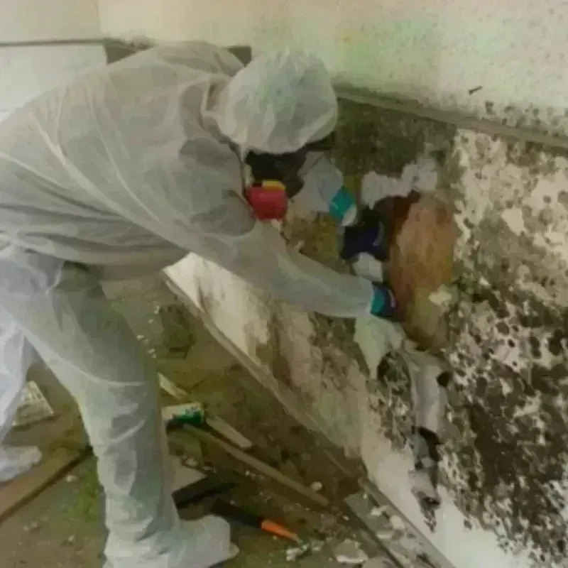 Mold Remediation and Removal in Boyd, TX